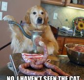 Dog, Have You Seen The Cat?