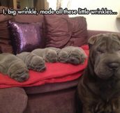 The Wrinkle Family