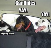 Pets And Car Rides
