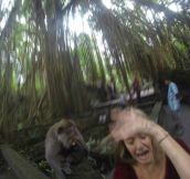 When Your Monkey Selfie Goes Wrong