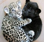 Baby Jaguar Cuddling With Baby Panther