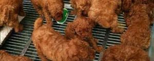 Kentucky Fried Dogs