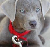 Gorgeous Silver Lab Puppy