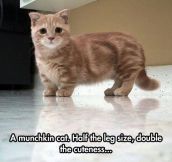 The Munchkin Cat