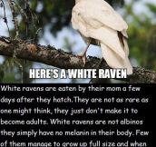The Life Of A White Raven Is Not So Good