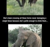This Elephant Is Special