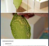 The First Ever Man-Made Leaf