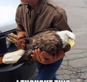 Bald Eagle Rescued From A School