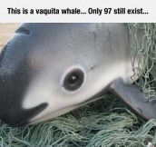 Vaquita Whale