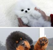 Some Puppies Who Look Like Teddy Bears