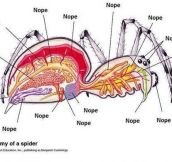 The Detailed Anatomy Of A Spider