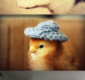 Animals Wearing Hats