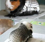 How To Prepare Your Guinea Pig For Battle