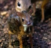 One Day Old Mouse Deer