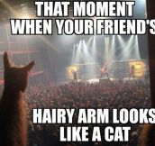 Cat Arm