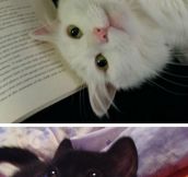 Cats Who Won’t Let You Read Your Book