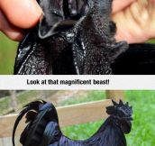 This Is The Kadaknath, The Most Metal Chicken Ever