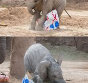 Happy Half-Birthday Tiny Elephant