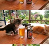 Kitten Tastes Beer For The First Time