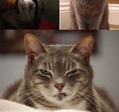 Some Cats Whose Death Stare Will Devour Your Soul