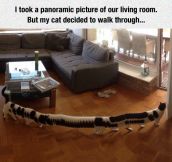 Just A Panoramic Picture Of A Cat