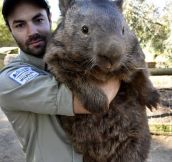 Now That Is A Big Wombat