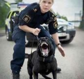 Swedish Police Doesn’t Mess Around