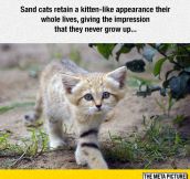 I Want A Sand Cat