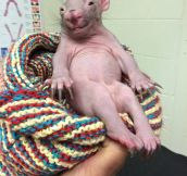 Ridiculously Photogenic Baby Wombat