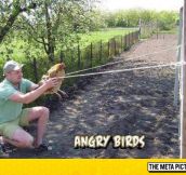 Angry Birds In The South