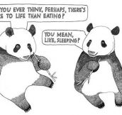 The Life of A Panda