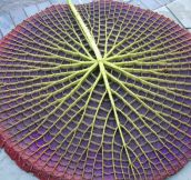 The underside of a water lily