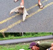 This Guy Was Driving When He Noticed Something Strange In The Road. Look At What He Found…