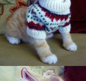 Kitty In A Sweater
