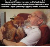 Fox And His Human Friend