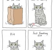 Things You Can Do To Make Your Cat Happy