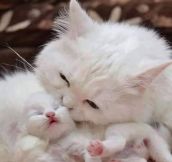 Mommy’s love is pure and precious