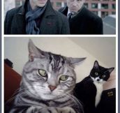 Sherlock Cats