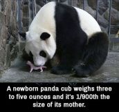 The difference in size of a Panda and its cub