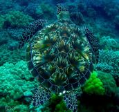 Turtle’s shell looks like a fireworks display