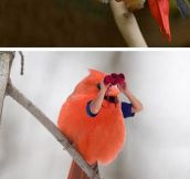 Best Of Birds With Human Arms