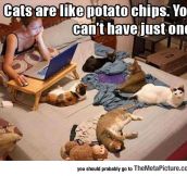 Potato Chip Cats
