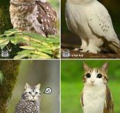 When Cats And Owls Combine
