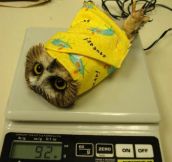 Correct Way To Weight An Owl