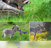 Animals Smelling Flowers