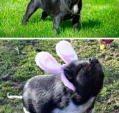 They’re Bunny Pigs