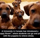 Canadian Students Have It A Lot Better