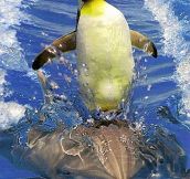 Penguin surfing on a dolphin