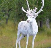 White Reindeer, Malå, Sweden.