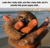 This Pygmy Sloth Is A Huger